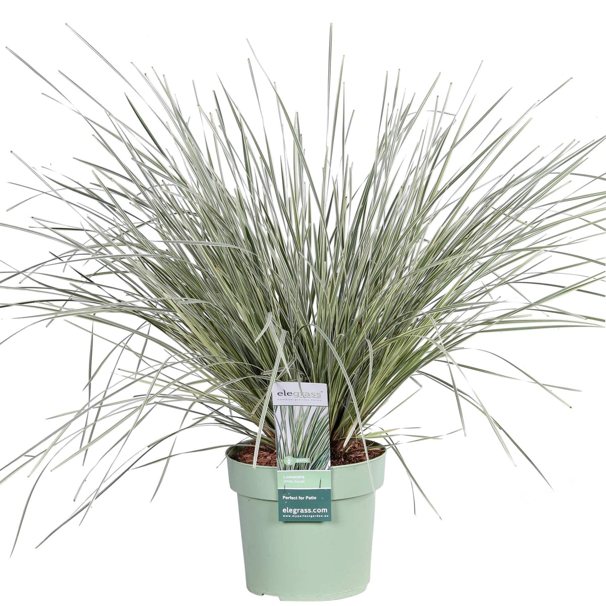 Lomandra longifolia 'White Sands' – Ø19 cm, 40 cm high
