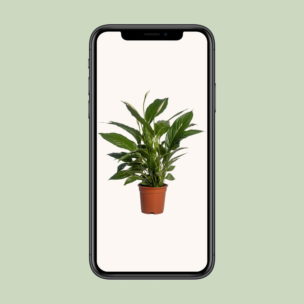Spathiphyllum Vivaldi (lepelplant) – Ø17 cm, 70 cm hoog