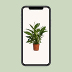 Spathiphyllum Vivaldi (lepelplant) – Ø17 cm, 70 cm hoog
