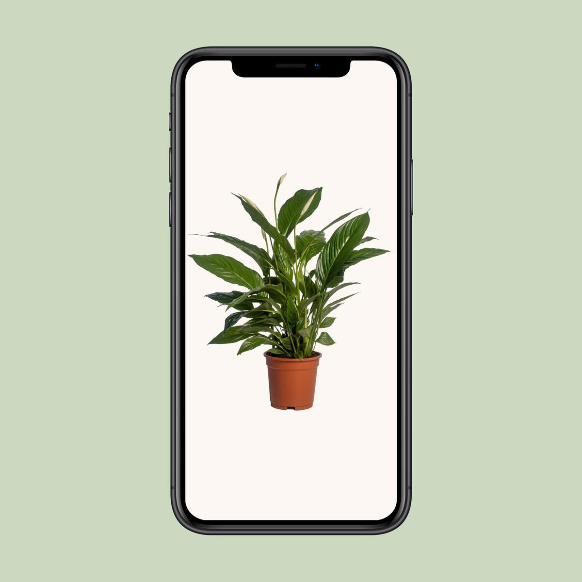 Spathiphyllum Vivaldi (lepelplant) – Ø17 cm, 70 cm hoog