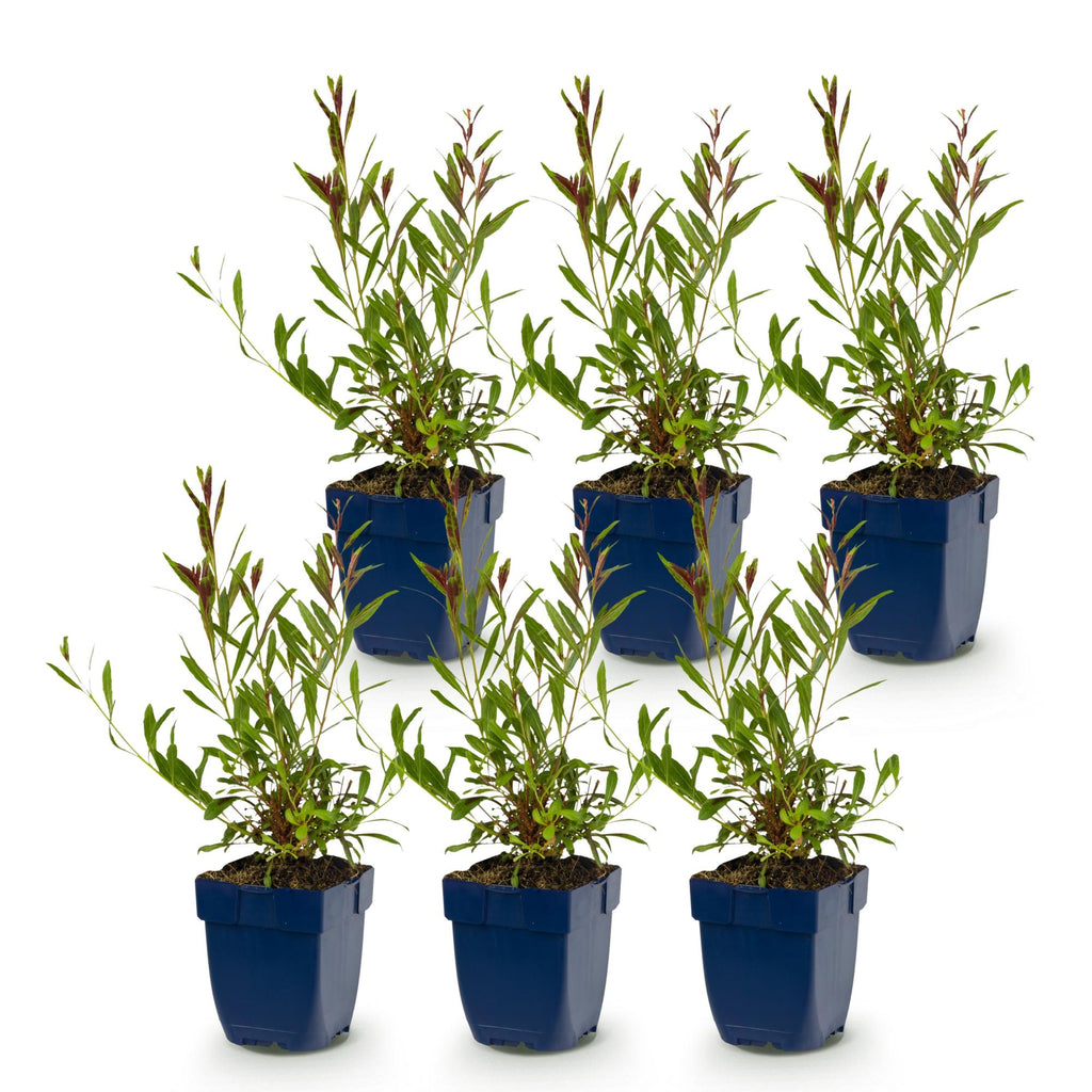 Gaura 'Duo' (fleur de lys) – rose-blanc – 6 plantes, Ø11 cm, 15–25 cm de haut – photo 2