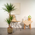Dracaena (dragebreg) – Ø21 cm