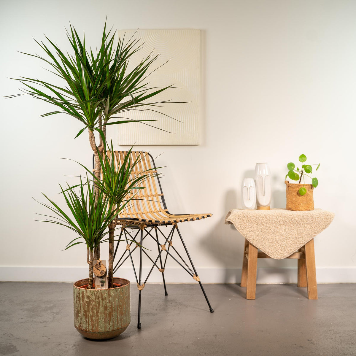 Dracaena (Drachenbaum) – Ø21 cm