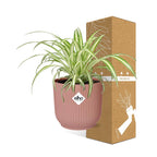 Chlorophytum comosum Variegatum in ELHO Vibes Fold 14cm roze (graslelie) – 10 cm hoog