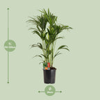 Howea forsteriana (kentia-palme) – Ø24 cm, 120 cm høj