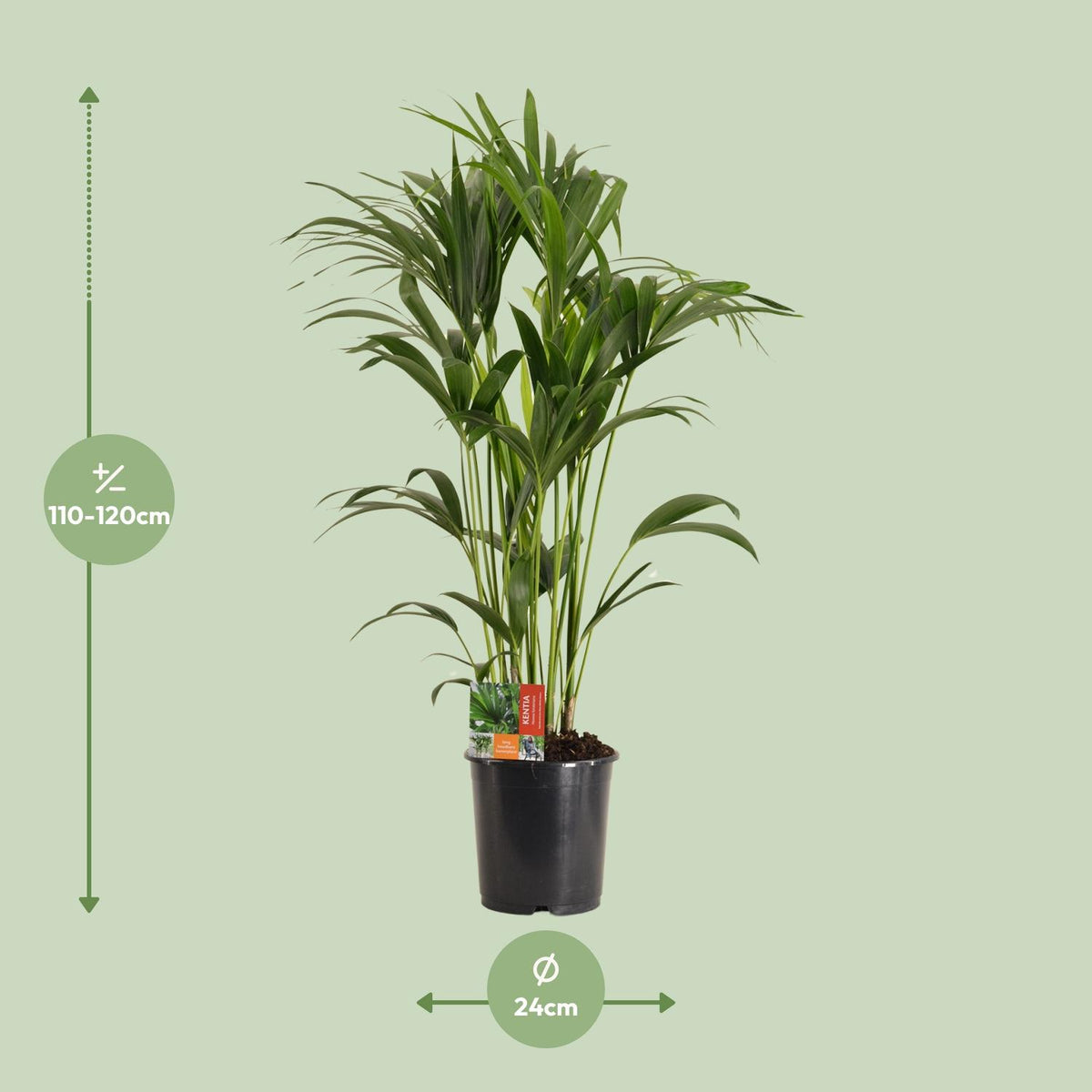 Howea forsteriana (Kentia-Palme) – Ø 24 cm, 120 cm hoch