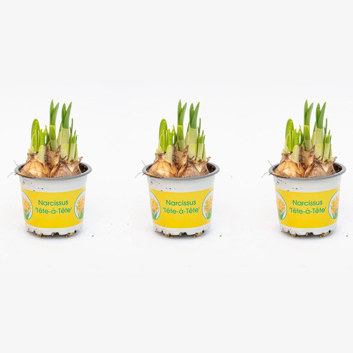 Narzisse 'Tête-à-Tête' – Ø 9 cm, 15–20 cm hoch
