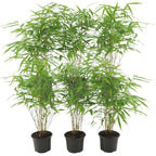 Fargesia rufa (Bambus) – 6 Pflanzen, Ø 12 cm, 25 cm hoch