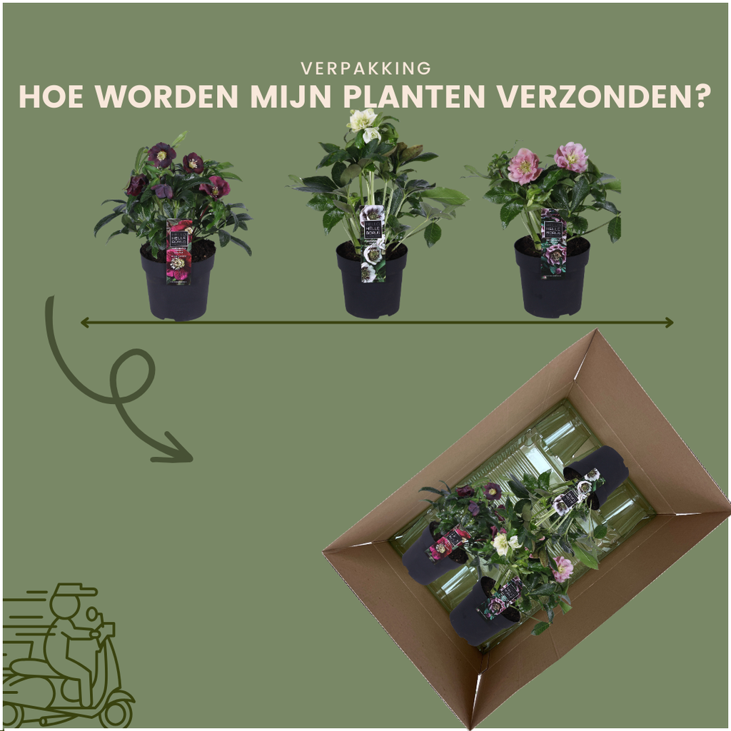 Helleborus 'Specials' (kerstroos) – Ø14 cm, 25 cm hoog – foto 7