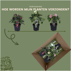 Helleborus 'Specials' (kerstroos) – Ø14 cm, 25 cm hoog