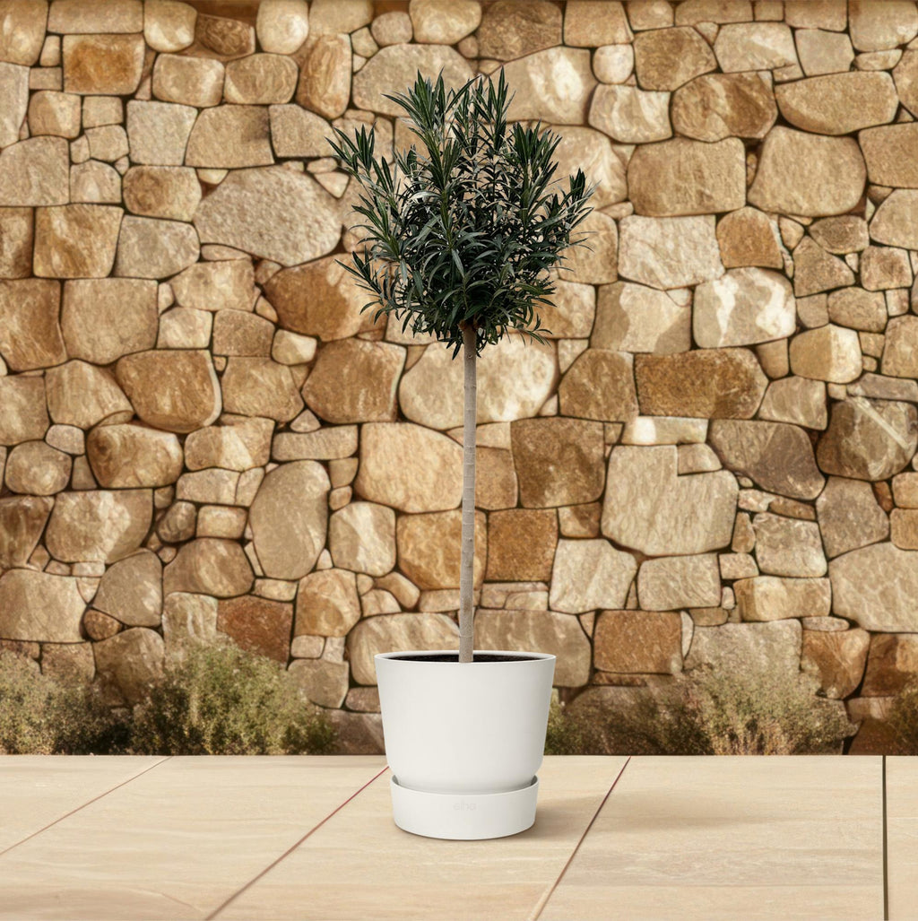Nerium 'Oleander' standard – Ø40 cm, 170 cm high – photo 4