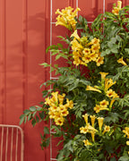 Campsis 'Summer Jazz Gold Trumpet' (Trompeten-Kletterpflanze) – 2 Pflanzen, Ø 15 cm, 65 cm hoch