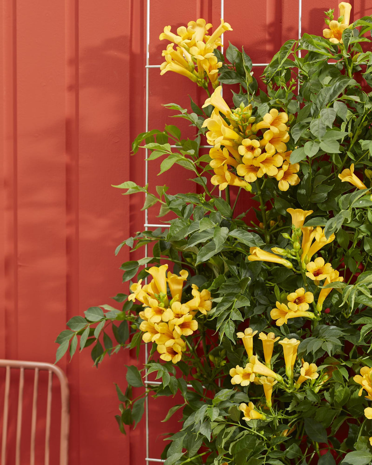 Campsis 'Summer Jazz Gold Trumpet' (Trompeten-Kletterpflanze) – 2 Pflanzen, Ø 15 cm, 65 cm hoch – Bild 3