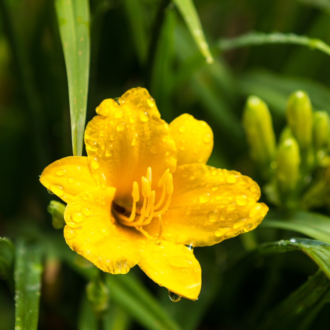 Hemerocallis 'Stella De Oro' (Taglilie) – 12 Pflanzen, Ø9 cm, 10–25 cm hoch – Bild 8