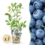 Vaccinium corymbossum 'Bluecrop' (Heidelbeere) – 3 Pflanzen, Ø9 cm, 35 cm hoch