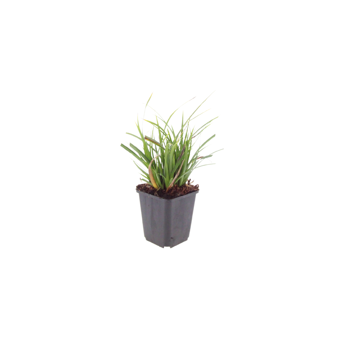 Carex morrowii (laîchue) – 24 plantes, Ø9 cm, 10–25 cm de haut – photo 2