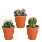 3× Bolcactus mix (Cactaceae) in terracotta pot – Ø9 cm, 16 cm hoog