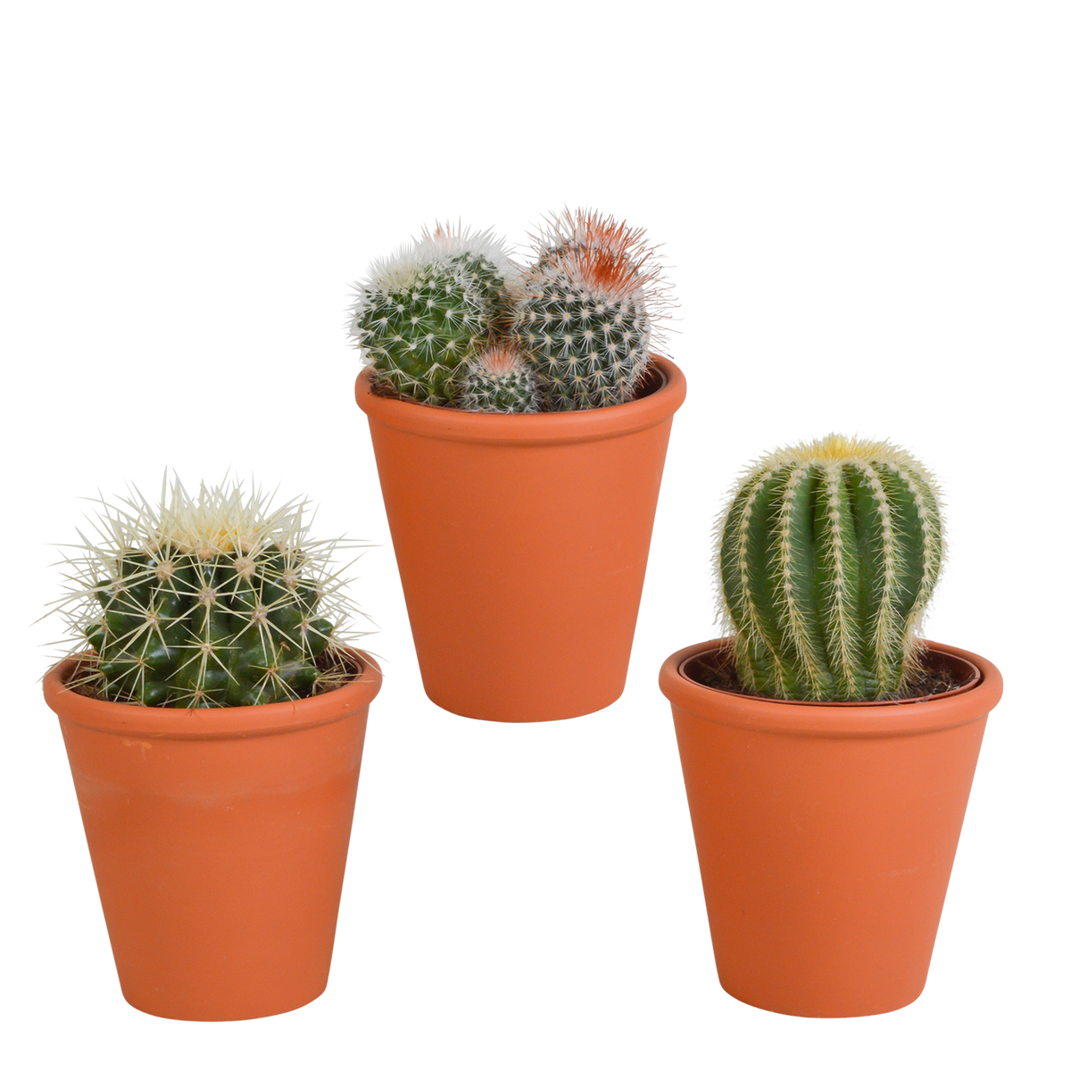3× Bolcactus mix (Cactaceae) in terracotta pot – Ø9 cm, 16 cm hoog