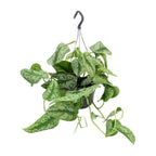 Scindapsus pictus Trebie – Ø15 cm, 25 cm hoog