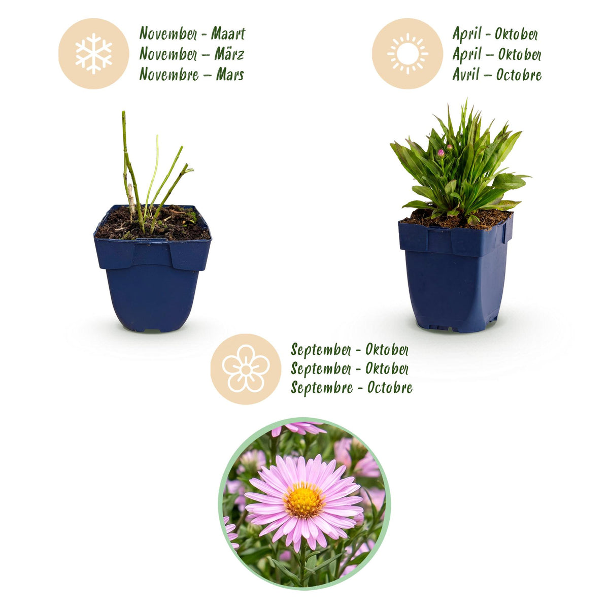 Aster 'Wood’s Pink' – rose – 6 plants, Ø11 cm, 15–25 cm de haut – photo 4