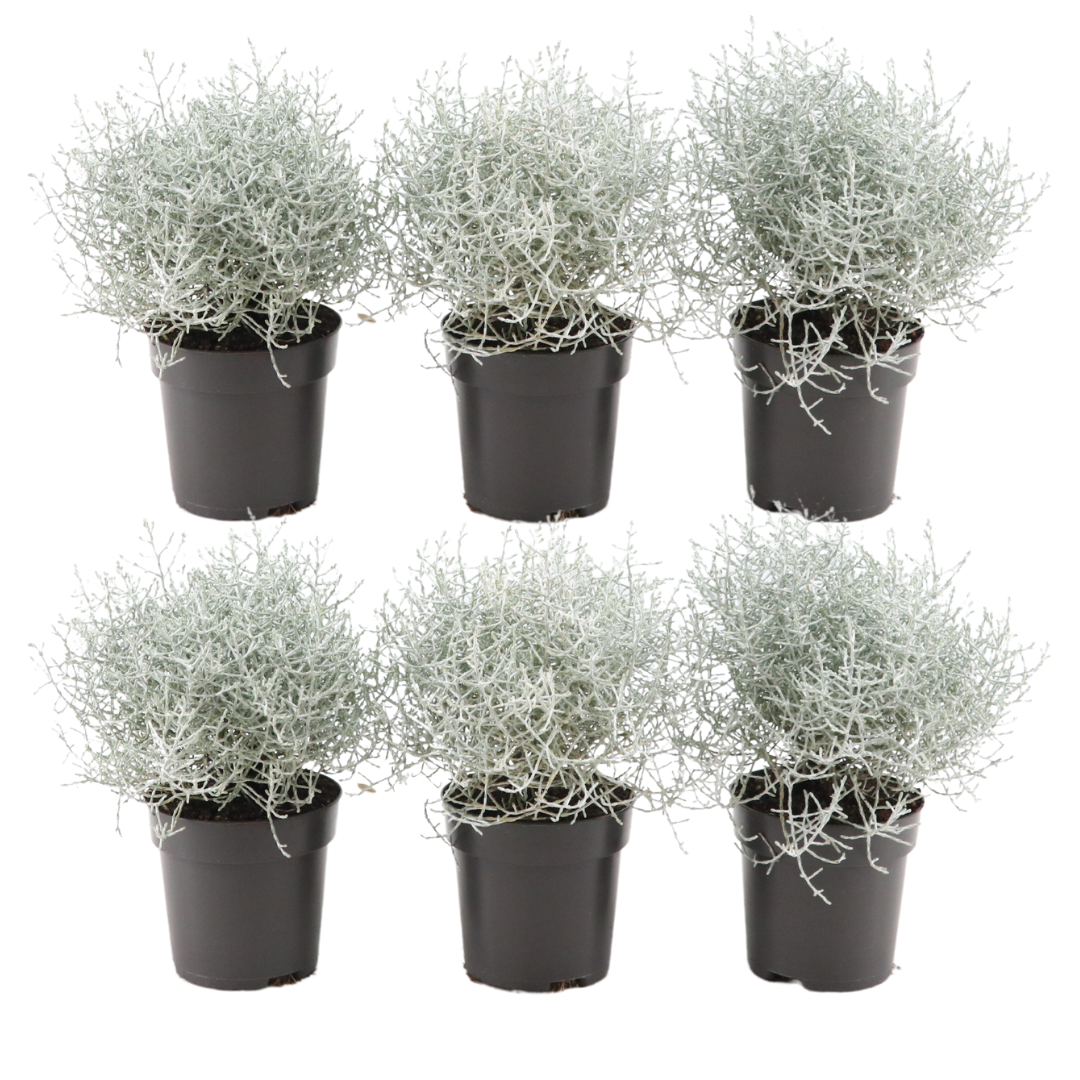 Calocephalus (zilverstruikje) – 6 planten, 15 cm hoog – bild 2