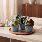 3× Baby Alocasia Tricolour (elephant ear) incl. Linnea Misty Blue – Ø6 cm, 12 cm high