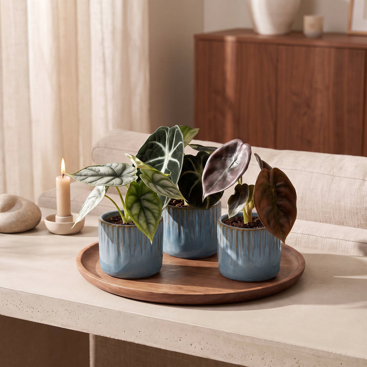 3× bébé Alocasia Tricolour (oreille d’éléphant) incl. Linnea Misty Blue – Ø6 cm, 12 cm de haut – photo 3