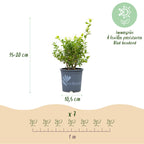 Buxus – 7 Pflanzen, Ø 11 cm, 25–30 cm hoch
