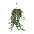 Hedera Helix Pitsburg (klimop) – Ø24 cm