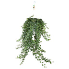 Hedera Helix Pitsburg (klimop) – Ø24 cm