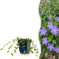 Vinca minor (Gewöhnlicher Immergrün) – blau – 6 Pflanzen, Ø 11 cm, 15–25 cm hoch