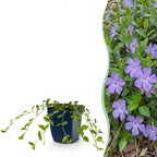 Vinca minor (Gewöhnlicher Immergrün) – blau – 6 Pflanzen, Ø 11 cm, 15–25 cm hoch