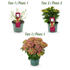 Hydrangea 'Magical Teusday & Saphire' (hydrangea) – red – 2 plants, Ø23 cm, 55 cm high