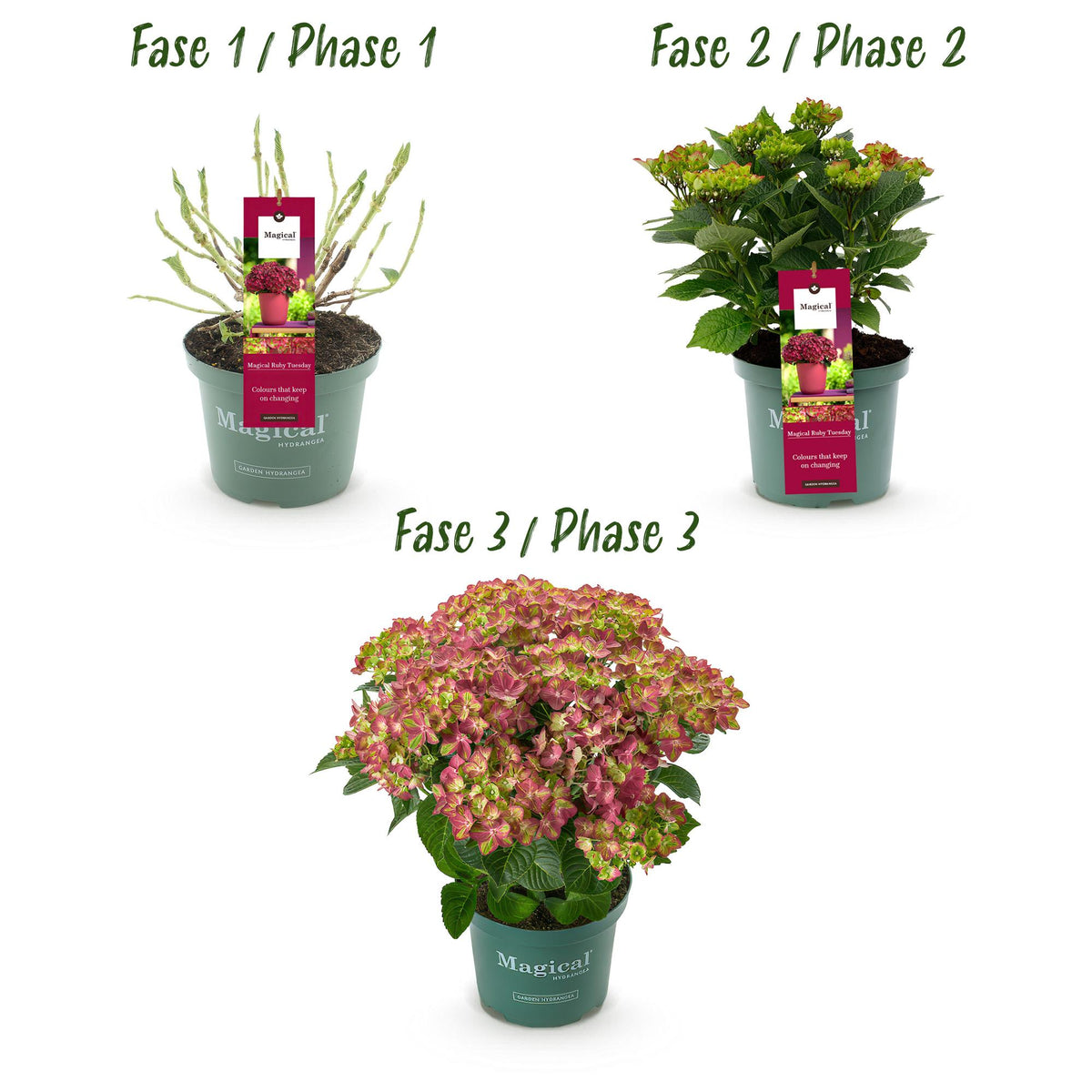 Hydrangea 'Magical Teusday & Saphire' (hortensia) – rood – 2 planten, Ø23 cm, 55 cm hoog