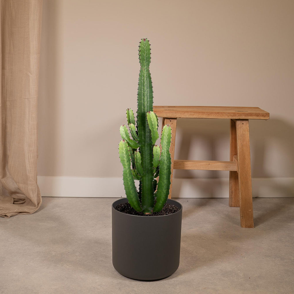 Euphorbia Acrurensis – Ø24 cm, 60 cm de haut