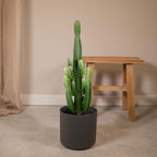 Euphorbia Acrurensis – Ø24 cm, 60 cm de haut