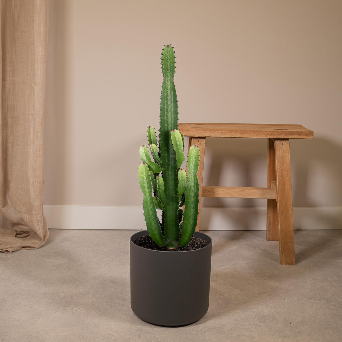 Euphorbia Acrurensis – Ø24 cm, 60 cm høj