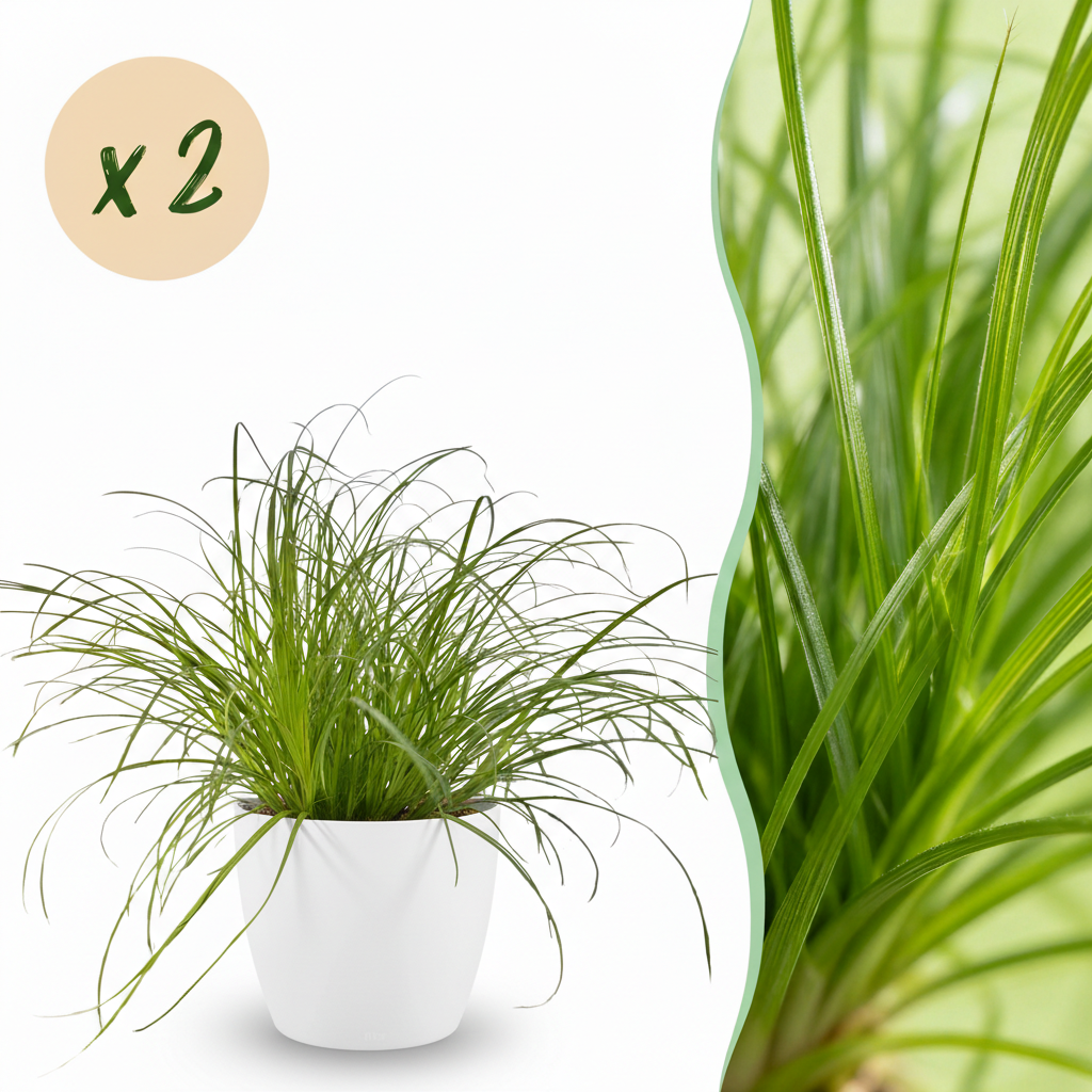 2× Cyperus alternifolius Zumula (strandmynte) i hvid dekorationspotte – Ø12 cm, 20 cm høj