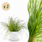2× Cyperus alternifolius Zumula (strandmynte) i hvid dekorationspotte – Ø12 cm, 20 cm høj