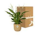 Spathiphyllum 12 Cm Torelli in ELHO Vibes Fold 14cm geel (lepelplant) – 45 cm hoog