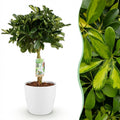 Schefflera Gold Capelle (Fingerbaum) im weißen Tontopf – Ø 21 cm, 70–80 cm hoch