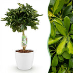 Schefflera Gold Capelle (Fingerbaum) im weißen Tontopf – Ø 21 cm, 70–80 cm hoch