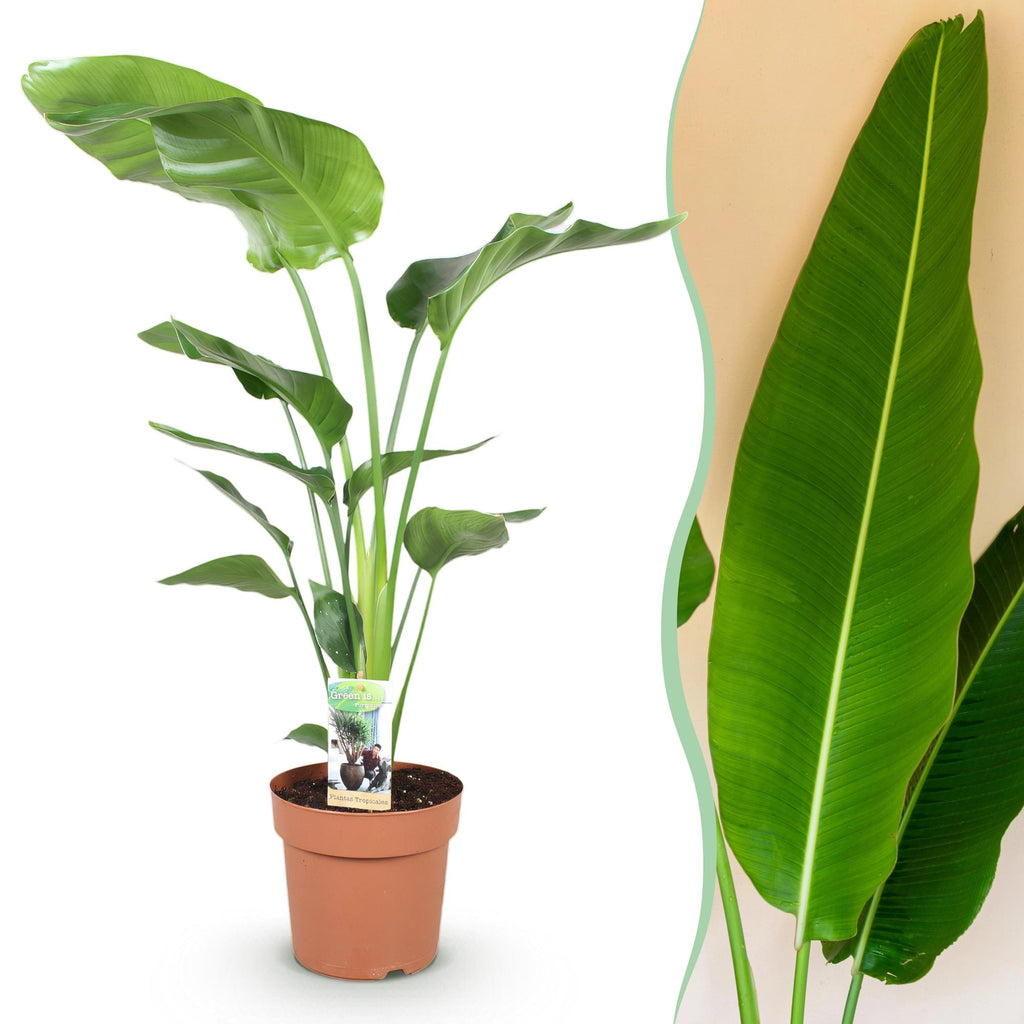 Stelitzia nicolai (Strelitzia) – Ø21 cm, 110–120 cm hoog