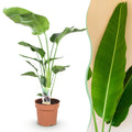 Stelitzia nicolai (Strelitzia) – Ø21 cm, 110–120 cm hoog