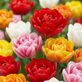 Mélange de tulipes à fleurs doubles – 30 bulbes (taille 11/13)