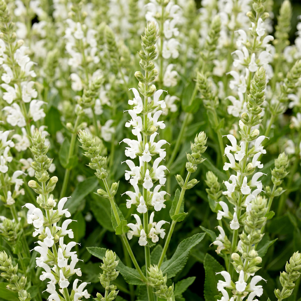 Salvia nemorosa 'Schneehügel' (sauge) – blanc – 3 plants, Ø11 cm, 15–25 cm de haut – photo 5