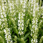 Salvia nemorosa 'Schneehügel' (sauge) – blanc – 3 plants, Ø11 cm, 15–25 cm de haut