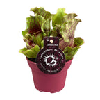 Sarracenia (trompetbægerplante) – Ø12 cm, 20 cm høj – art. 13938
