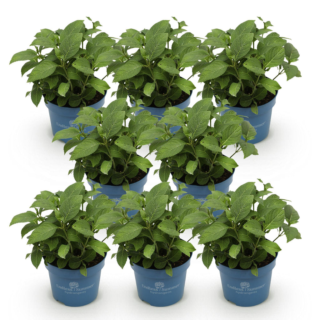Hydrangea 'Endless Summer The Bride' (hortensia) – blanc – 8 plants, Ø14 cm, 20–25 cm de haut – photo 2