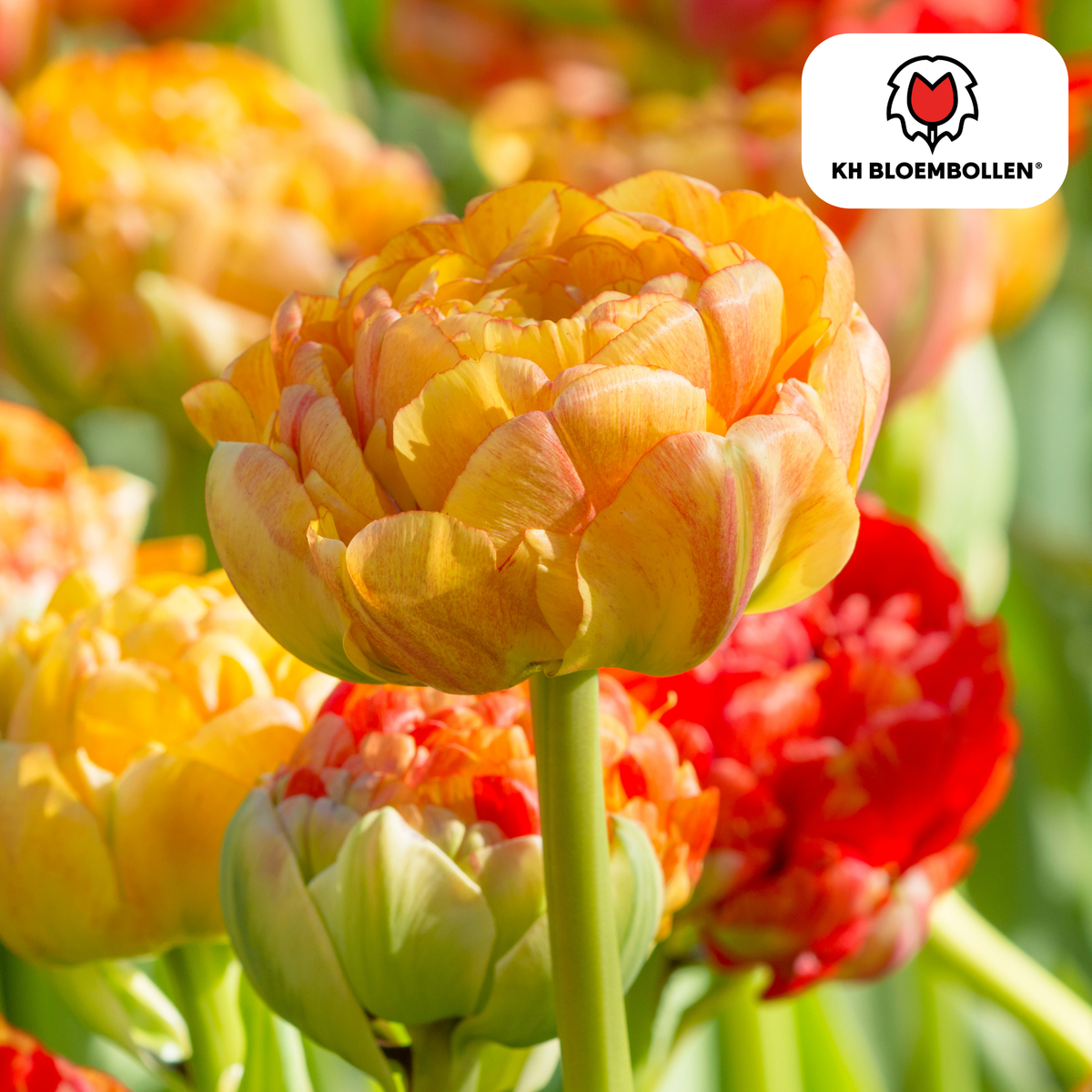 Tulipe 'Gudoshnik Double' – 20 bulbes (calibre 11/12)